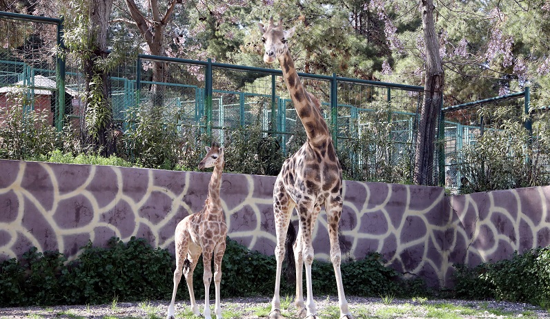 İsmi anketle belli olacak