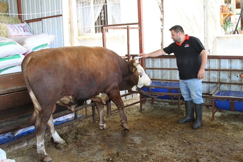 Emir 450 bin liraya satışa çıkartıldı