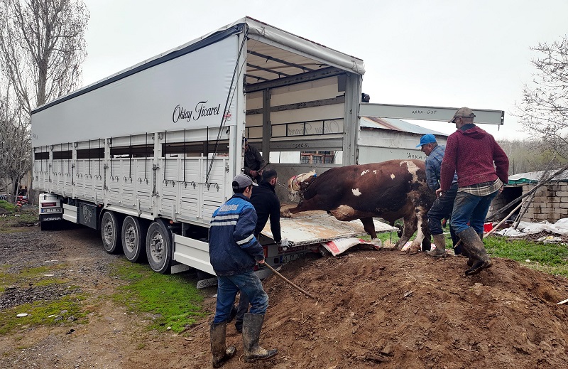 Erciş'te kurbanlık sevkiyatı  başladı