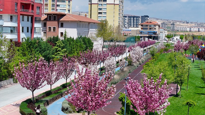 Konya’da Sakura mevsimi başladı