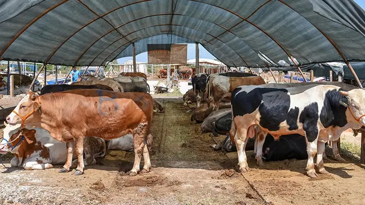 İnternetten kurbanlık alırken dikkat!