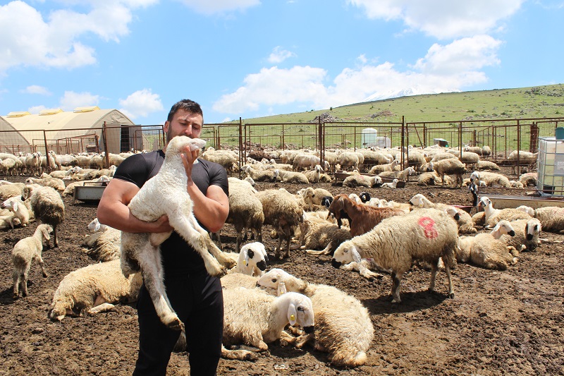 Köyüne dönüp hayvancılığa başladı