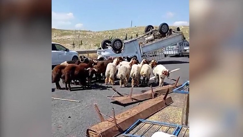 Kurbanlık koyun yüklü kamyonet devrildi