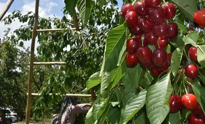 Kirazın başkentinde sorunlar masaya yatırıldı