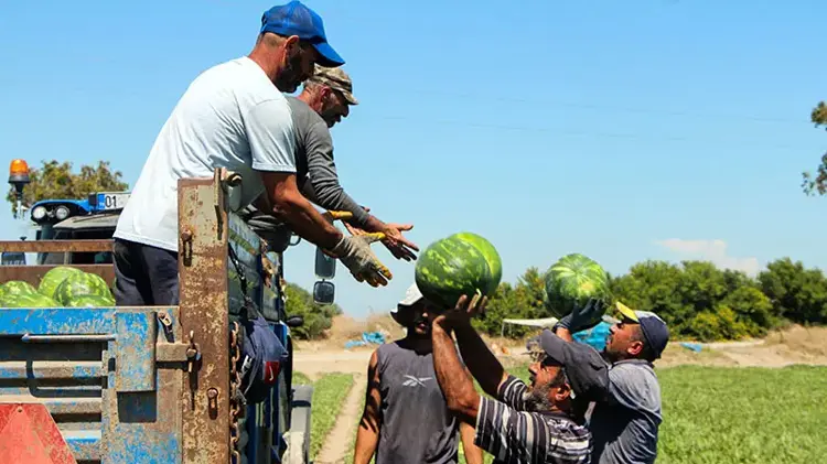 Adana’da karpuz hasadı sürüyor