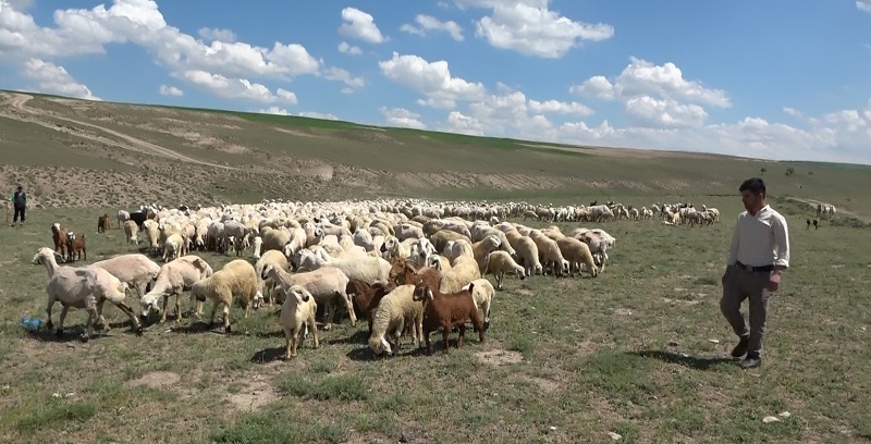 Tarımda ithal çoban dönemi