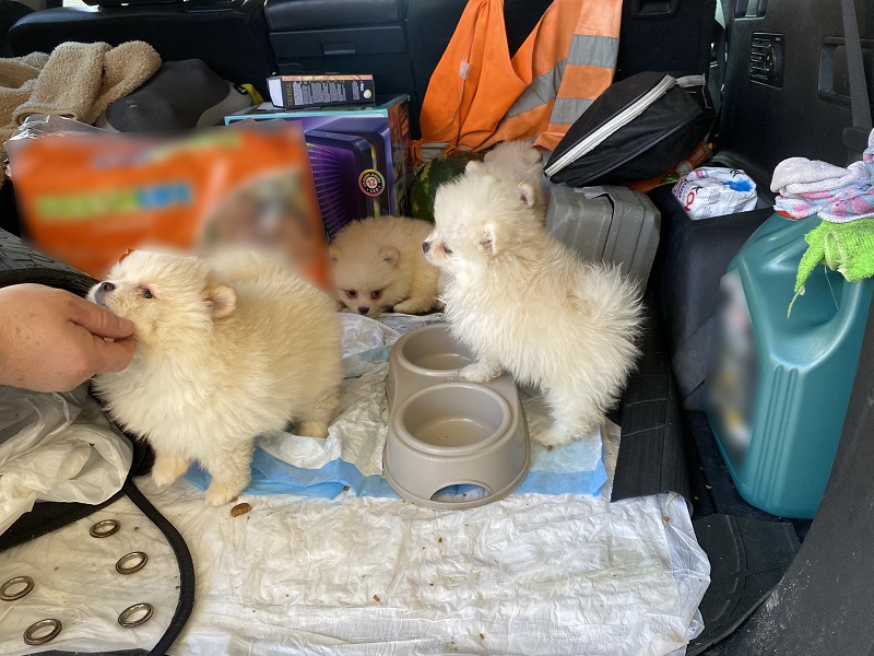 Kapıkule'de 'Pomeranian' cinsi köpekler ele geçirildi