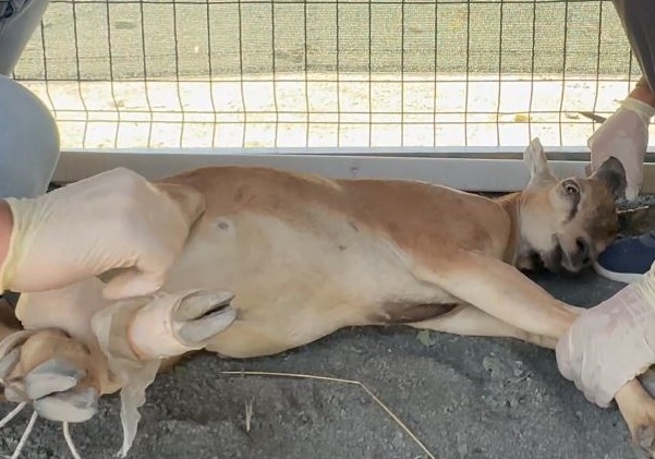 Avcıya rekor ceza