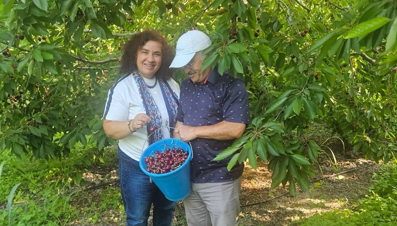 Akşehir kirazında hasat zamanı