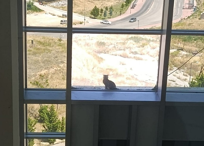 Üniversite binasında kedi kurtarma operasyonu