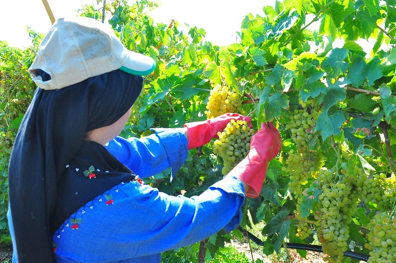Manisa üzümünde hasat başladı