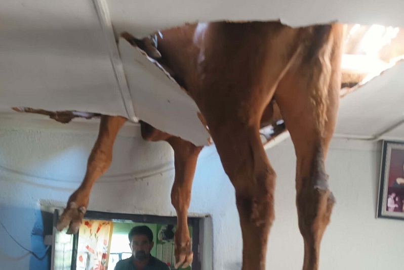 Evin çatısına dana düştü