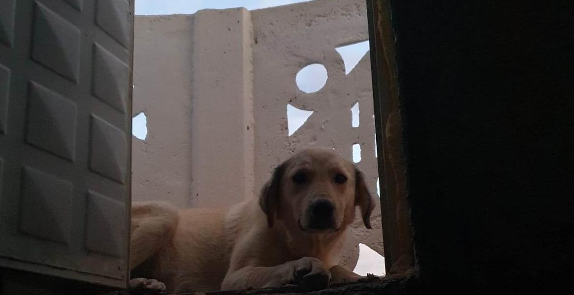 Minarede mahsur kalan köpek kurtarıldı