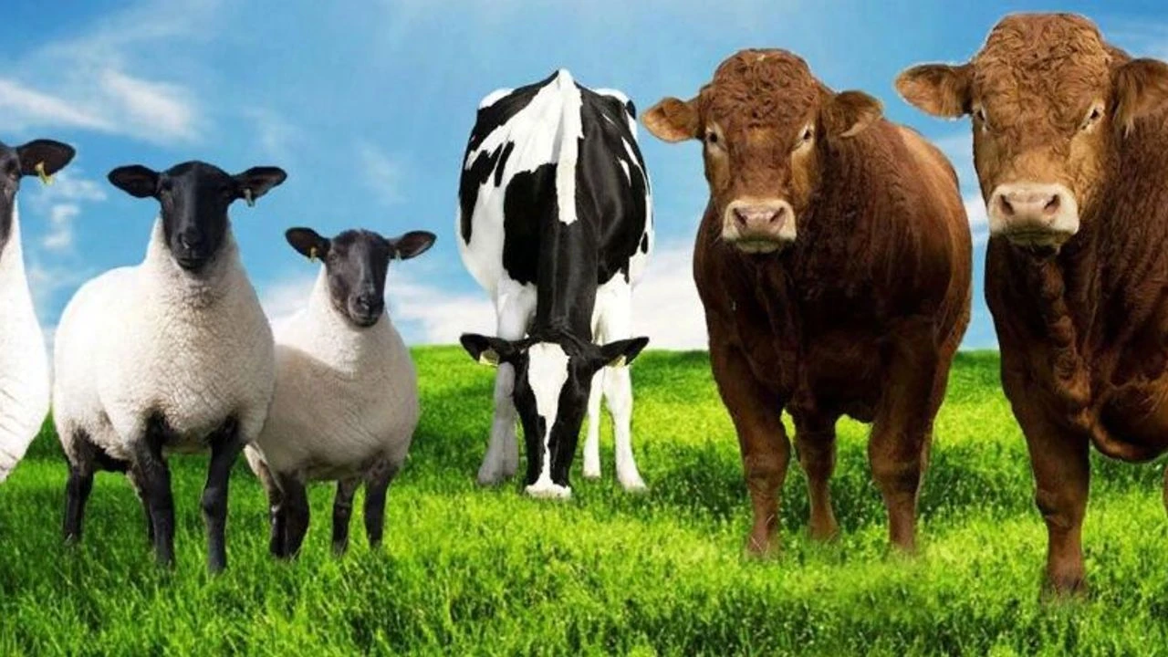 Büyükbaş 17,8 milyon, küçükbaş 60,8 milyon adet oldu