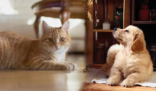 Kedi ve köpekten artık korkmayacaksınız!