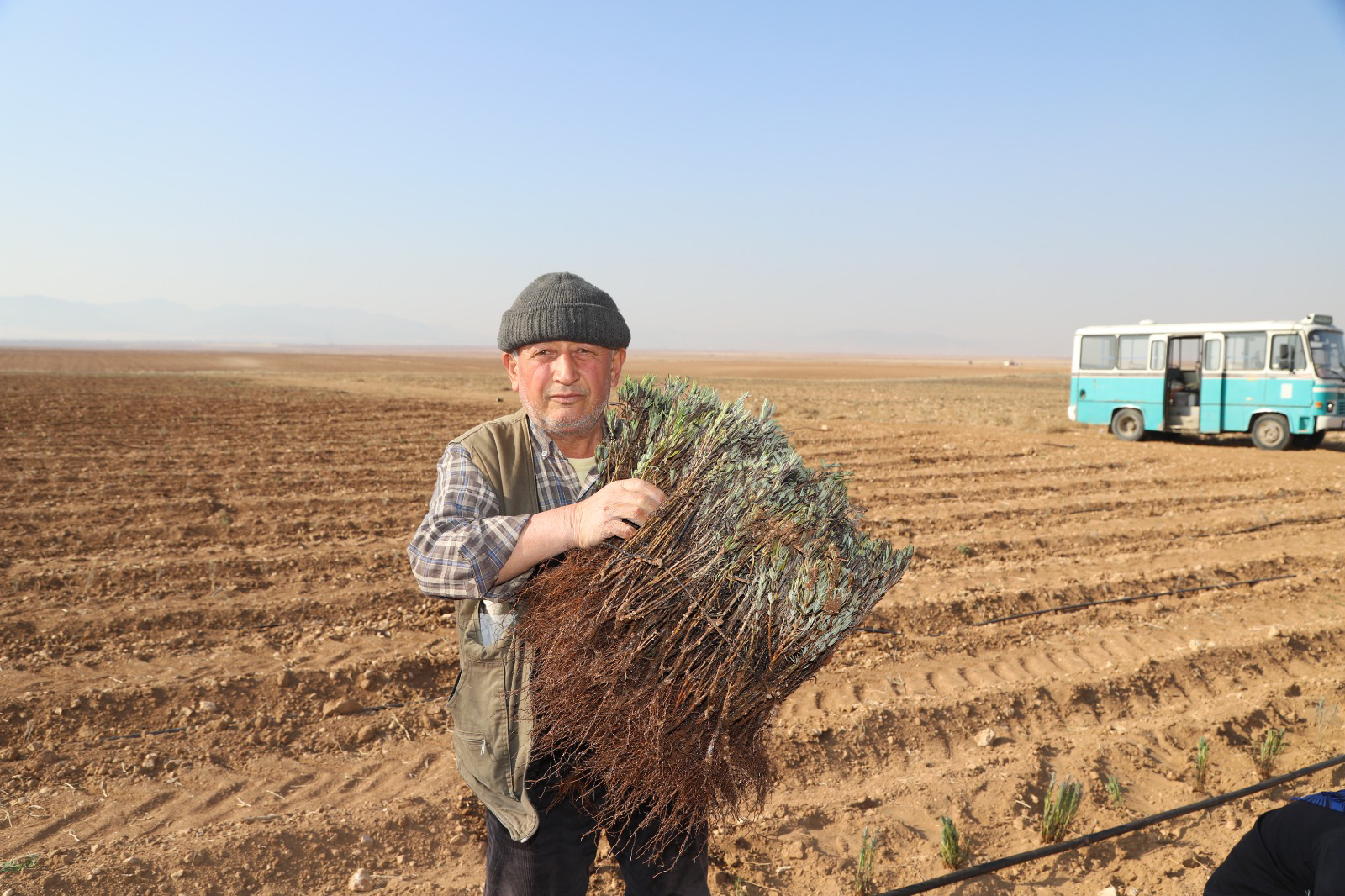Konya Büyükşehir'den üreticiye lavanta fidesi desteği