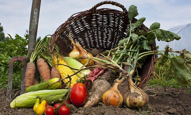 Organik ürün pazarı pandemide yüzde 12 büyüdü