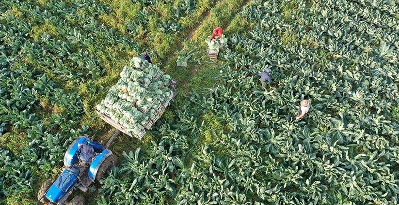 Tarımsal destek ödemeleri hesaplara yatırılıyor
