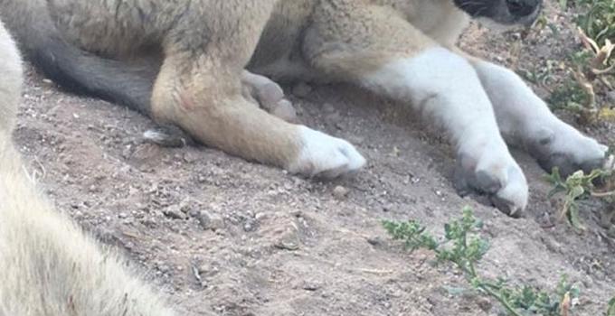 Ölü bulunan köpeklerle ilgili Başsavcılık'tan açıklama