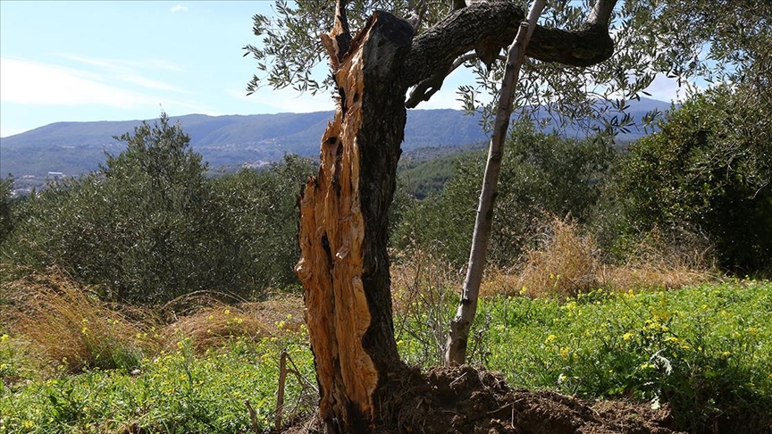 80 yıllık zeytin ağacı depremde ikiye bölündü