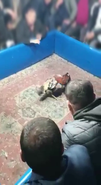 Hayvan Koruma Derneği'nde horoz dövüşü!