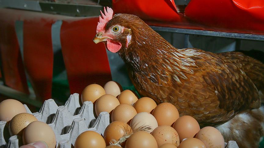 Tavuk eti üretimi azaldı