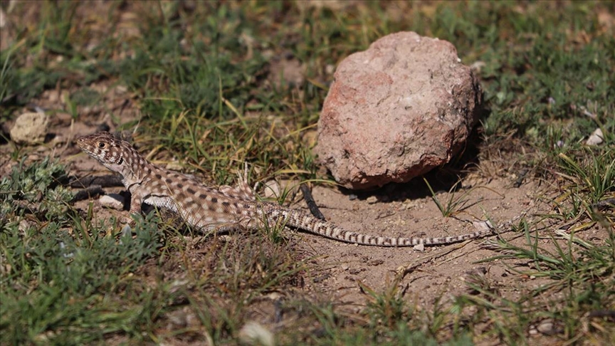 Harran kertenkelesi türü tehlikede