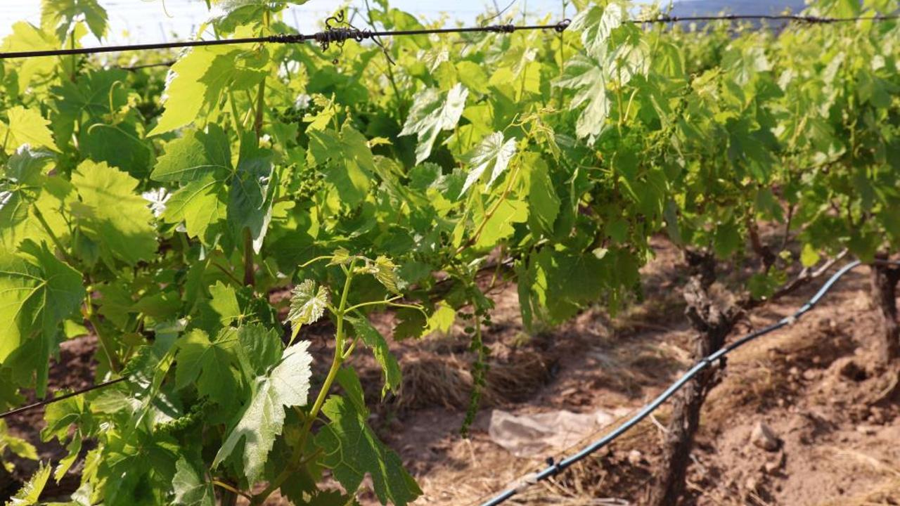 Türk üzümü, dünya sofralarında