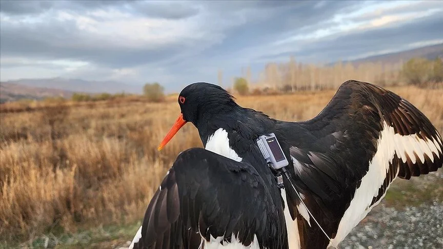 Poyraz kuşları "Maya" ve "Alp" takipte