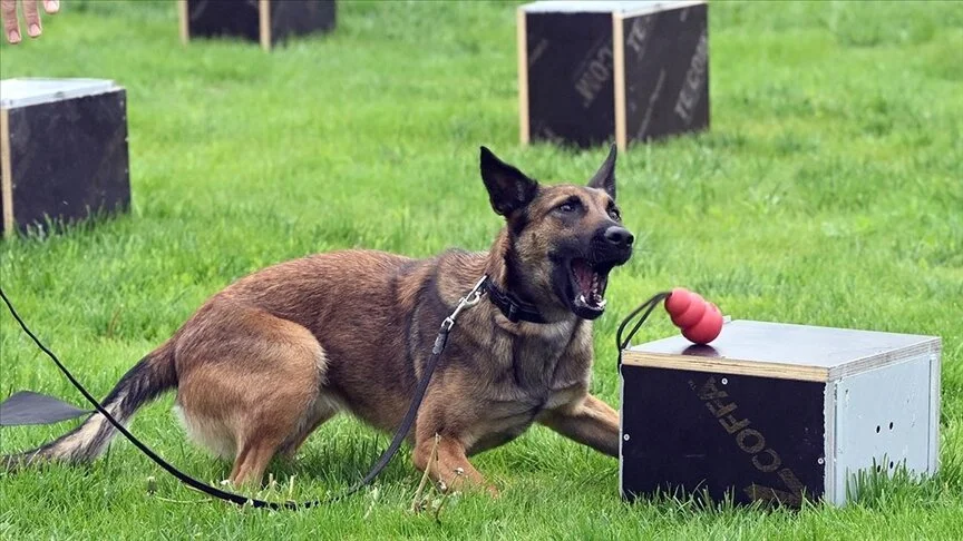 Bu şampiyonada narkotik köpekleri yarışıyor