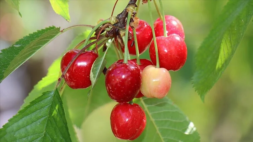 Mersin'de kiraz hasadı zamanı
