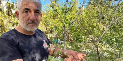 Meyve ağaçları sonbaharda çiçek açtı