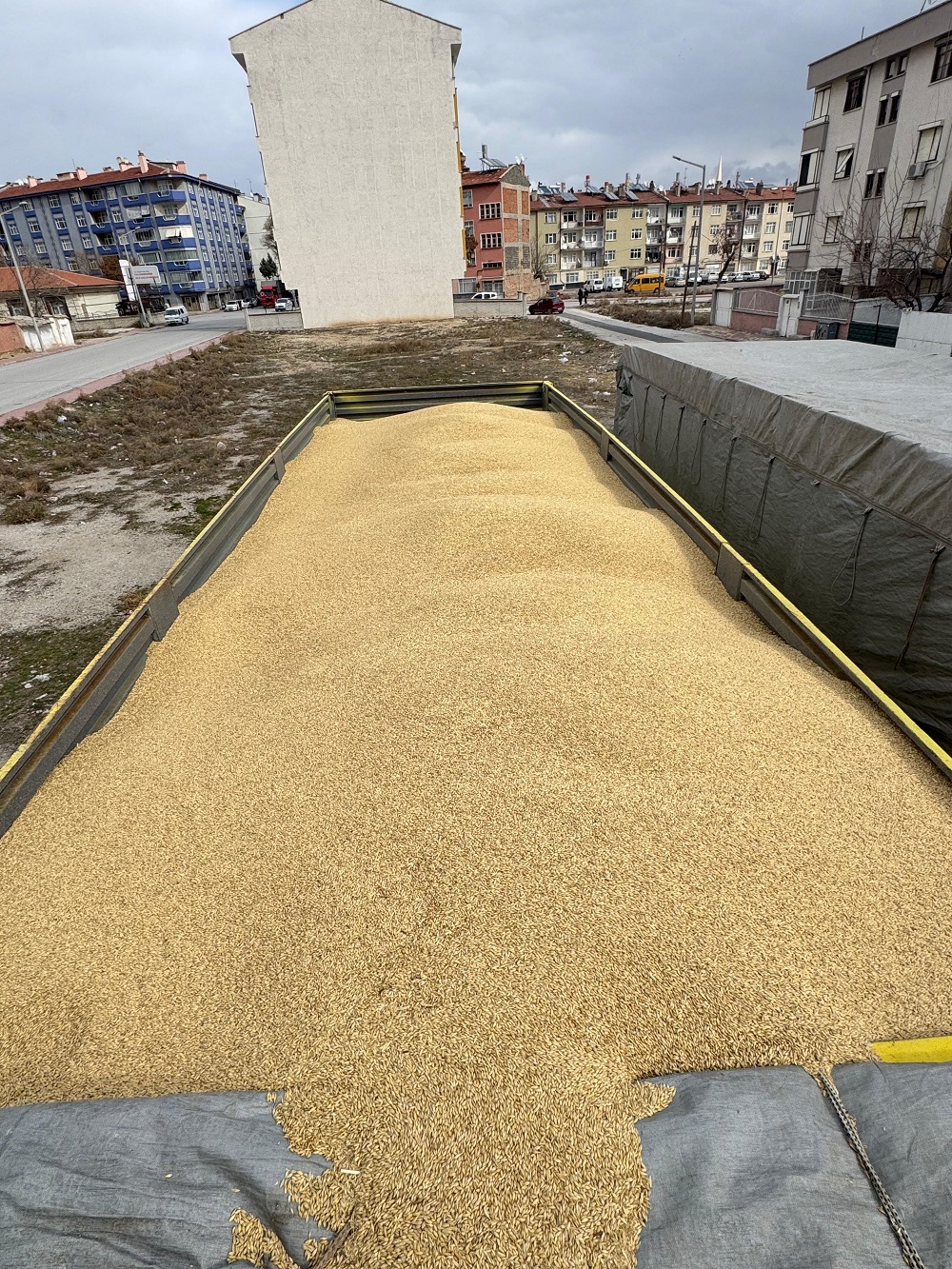 arpa.jpg