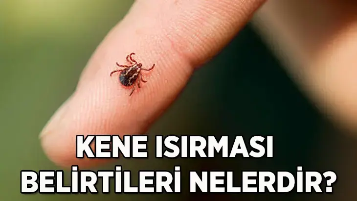 68640b32bf2042513df9bc10.webp